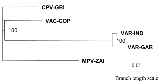 MPV、VAR、CPV、VAC末端可變基因組序列系統(tǒng)發(fā)育樹分析