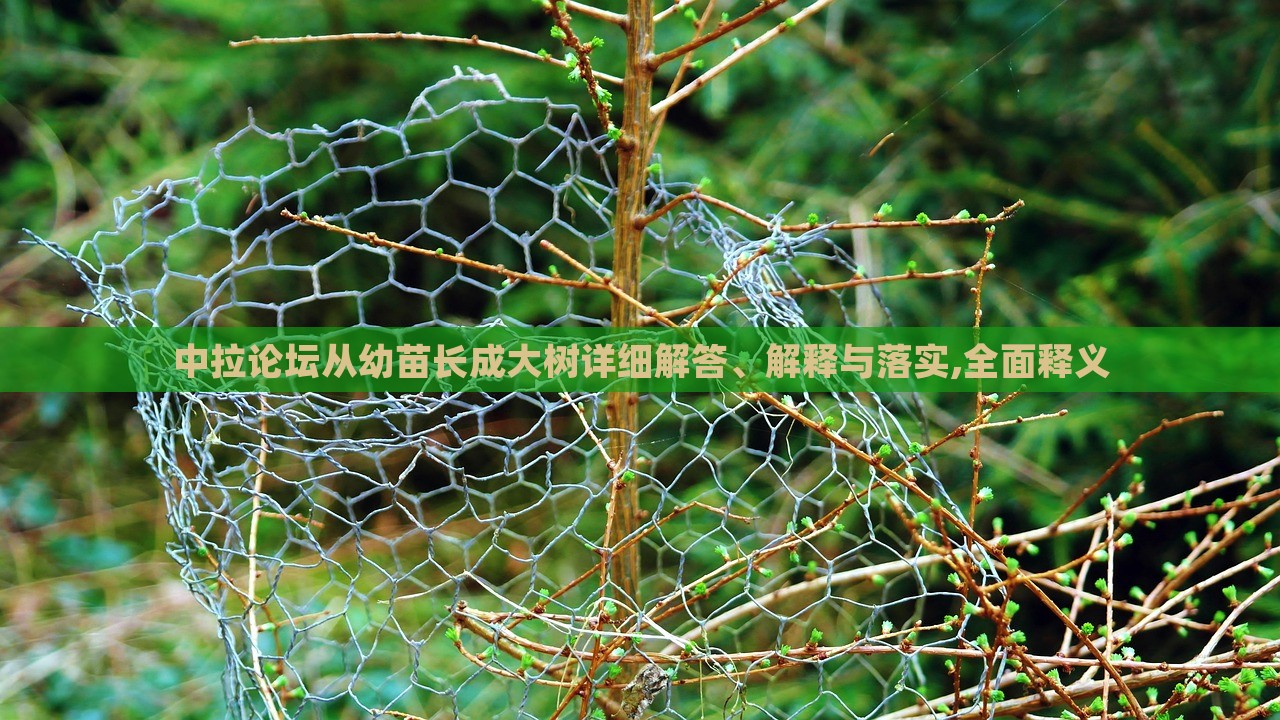 中拉论坛从幼苗长成大树详细解答、解释与落实,全面释义