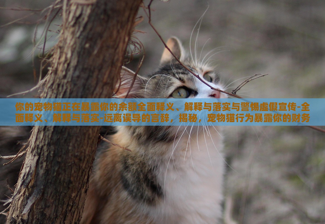 你的宠物猫正在暴露你的余额全面释义、解释与落实与警惕虚假宣传-全面释义、解释与落实-远离误导的言辞，揭秘，宠物猫行为暴露你的财务秘密，警惕虚假宣传陷阱