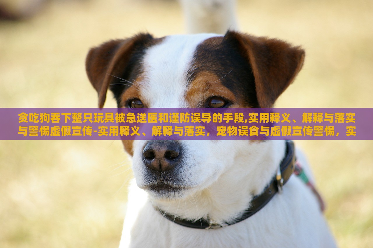 贪吃狗吞下整只玩具被急送医和谨防误导的手段,实用释义、解释与落实与警惕虚假宣传-实用释义、解释与落实，宠物误食与虚假宣传警惕，实用指南与案例分析
