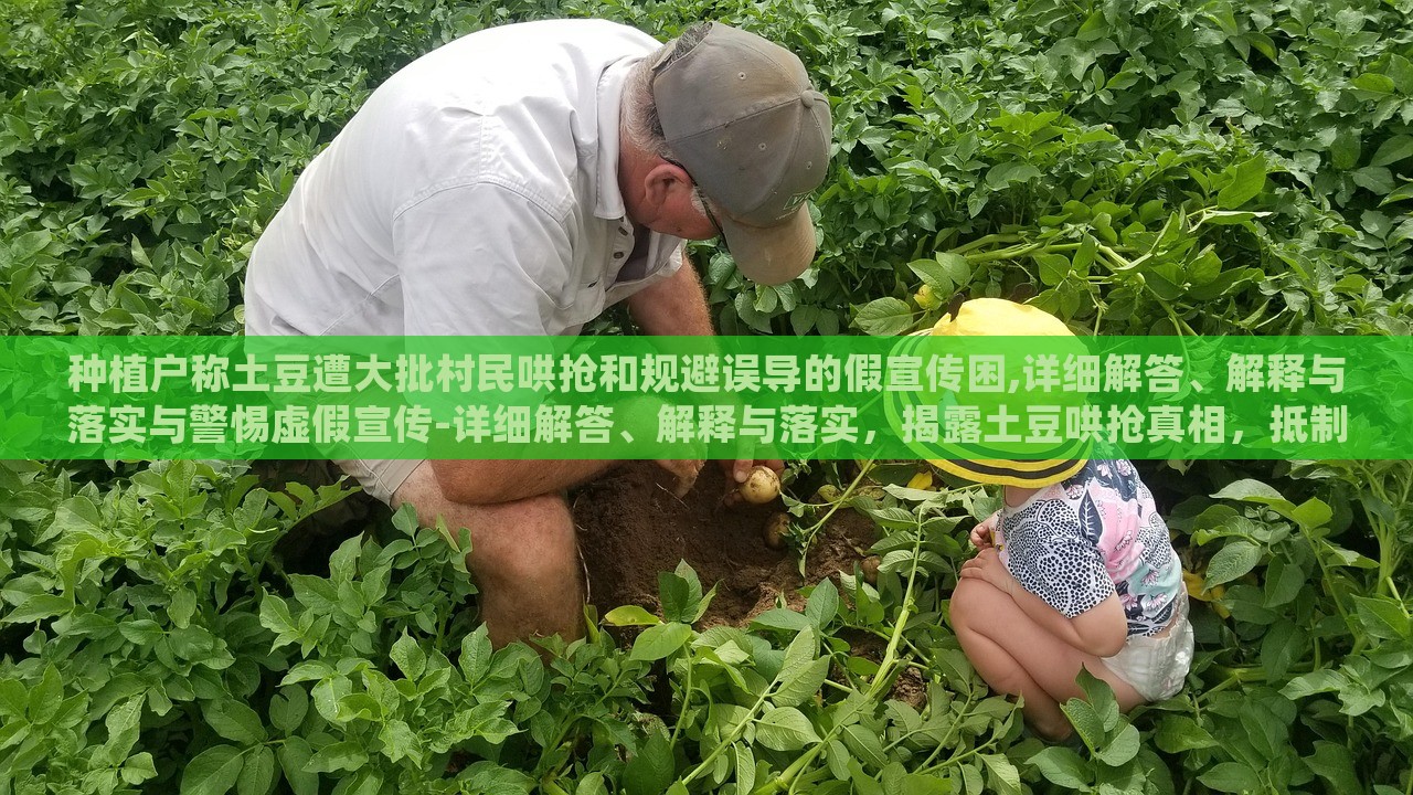种植户称土豆遭大批村民哄抢和规避误导的假宣传困,详细解答、解释与落实与警惕虚假宣传-详细解答、解释与落实，揭露土豆哄抢真相，抵制虚假宣传，守护种植户权益