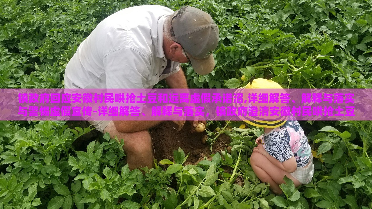 镇政府回应安徽村民哄抢土豆和远离虚假承诺沼,详细解答、解释与落实与警惕虚假宣传-详细解答、解释与落实，镇政府澄清安徽村民哄抢土豆事件，揭秘虚假承诺真相与防范宣传误导