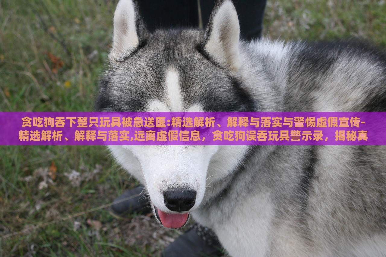 贪吃狗吞下整只玩具被急送医:精选解析、解释与落实与警惕虚假宣传-精选解析、解释与落实,远离虚假信息，贪吃狗误吞玩具警示录，揭秘真相与抵制虚假宣传